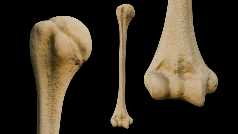 Humerus